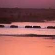 Buffalo 2, Chobe, Botswana 2005